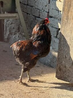 Mladý šlechtěný kohout Arauna