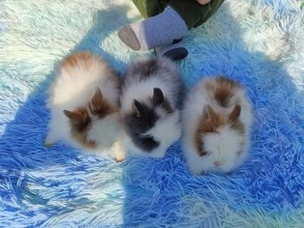 Zakrslý teddy králík