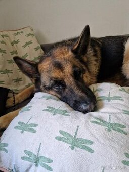 Hledá se nový domov pro ELIZABET