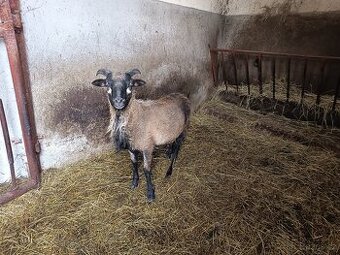 Beránek ovce kamerunské