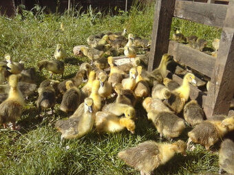 Housata,Mulardi a Perličky