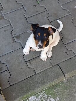 Jack Russell Teriér