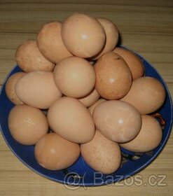 Násadová vejce perliček