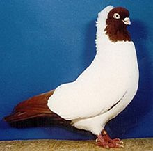 Jeptiška červená