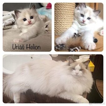 Ragdoll koťátka s PP