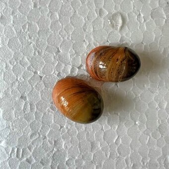 Neritina pink