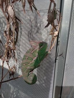 Chameleon jemenský (Chamaeleo calyptratus)