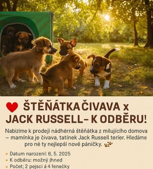 ČIVAVA X JACK RUSSELL