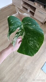 Monstera albo