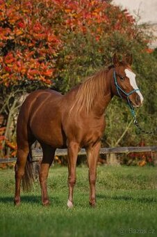 QH klisna