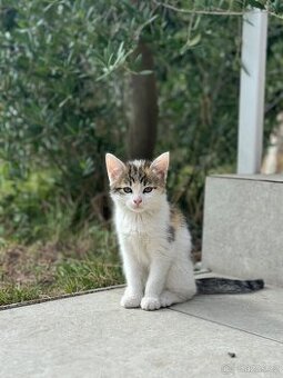 Tři kočky hledají nový domov 🐾