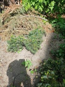 Sazenice jedle kavkazské- svazky po 12 kusech