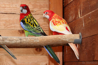 Rosela pestrá štěp na černou + rubino