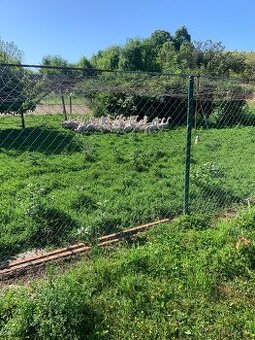 Prodám Svatomartinské husy