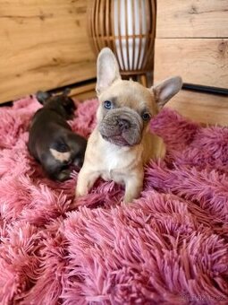 Francouzský buldoček štěňátka