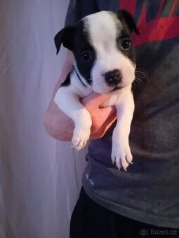 Stafordšírský bulteriér