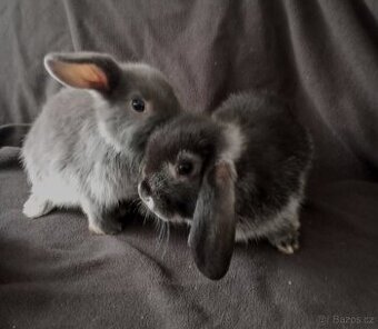 Zakrslý beránek králíček