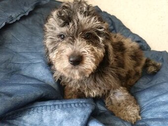 Jorkšírský teriér  & Poodle