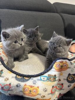 Britská koťátka bez PP