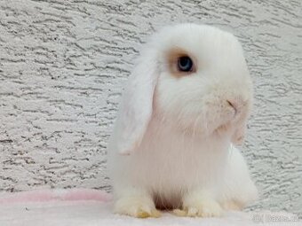 Volná samička - Anglický Zakrslý Beránek MiniLop🍑