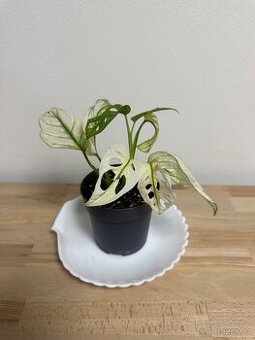 Monstera Adansonii Japanese Tricolor
