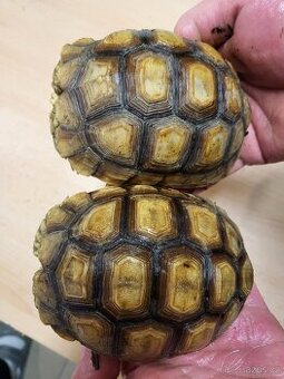 zelvy uhlirske, ostruhate, pardali