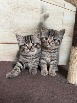 Britská whiskas koťátka bez PP