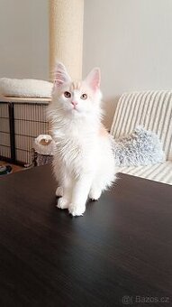 Mainská mývalí s PP - 1