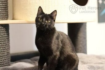 Bubli ❤ tulivá kočičí kráska ❤