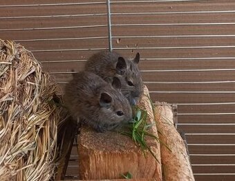 Osmák degu mláďata - dva samečci