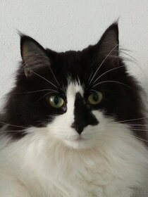 Kocour plemene Síbírská kočka nebo Britská dlouhosrstá kočka