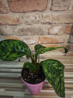 Homalomena "Camouflage” ( hlavní rostlina + 5 x výhon )