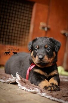 Beauceron - štěňátka k rezervaci