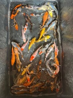 Koi kapři