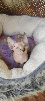 Kanadský sphynx