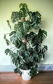MONSTERA