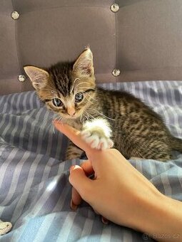 Darujeme koťátka do dobrých rukou – kocourek a kočička 🐱