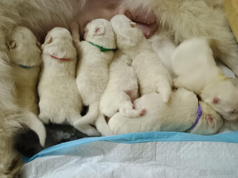 Samojed štěňátka s PP