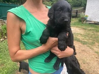 Flat Coated Retriever - všechna štěňátka jsou rezervována
