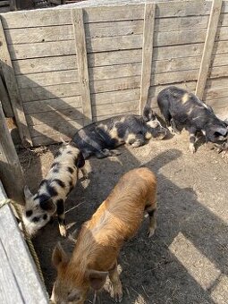 Kune Kune