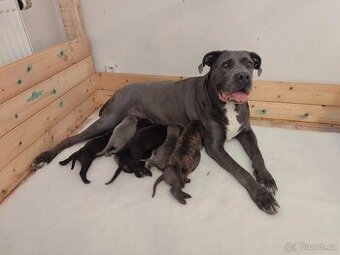 Cane corso - štěňata s PP (FCI) - 1