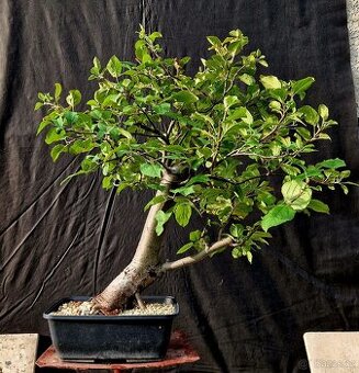 Bonsaj, Bonsai - Jablon plana