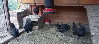 Ayam cemani - 4 slepice rok 2022