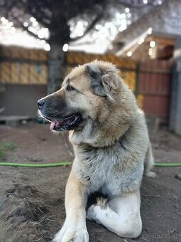 Středoasijský pastevecký pes REZERVACE DO 31.10.