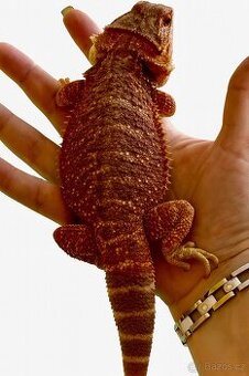 Agama vousatá- 1.0 het Trans Red 160g - 1