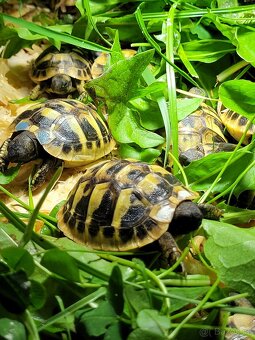 Želva zelenavá a žlutohnědá, letošní odchov