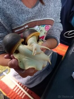 Oblovka Africký šnek albín