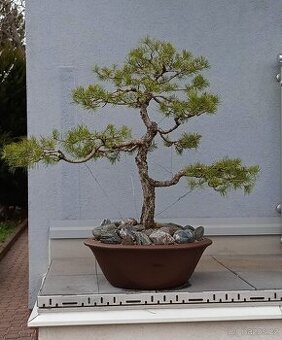 Borovice lesní (Pinus sylvestris) bonsai