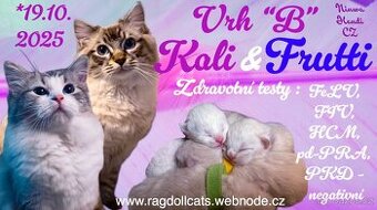 Ragdoll koťata s PP (FIFE)