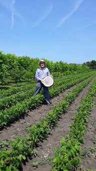 Ořech černý sazenice."Orech čierny - Kotora"